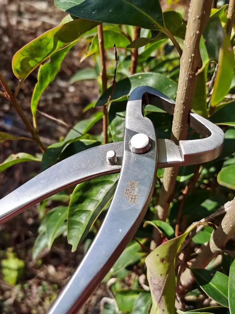 전문 분재 도구 세트 고경도 21cm 스테인리스 스틸  - Bonsai Tool Set 리뷰 및 가격
